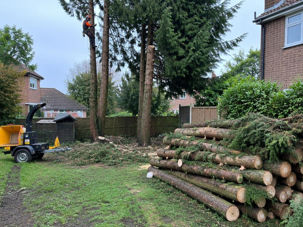 Conifer Removal