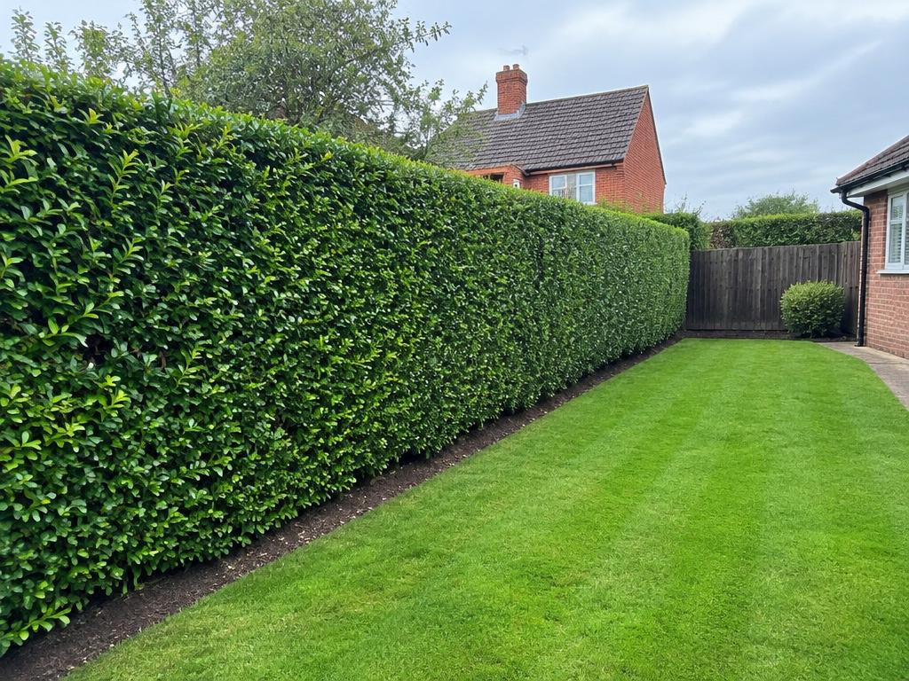 Hedge Cutting